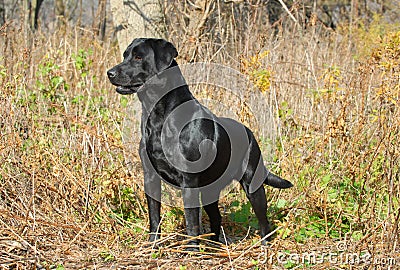Labrador retriever in the field Stock Photo