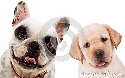 Labrador retriever and french bull dog puppy dogs Stock Photo