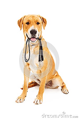 Labrador Retriever With Leash in Mouth Stock Photo