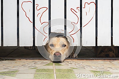 The Labrador Retriever looking to camera form fence hole Stock Photo