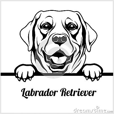 Labrador Retriever - Peeking Dogs - - breed face head isolated on white Vector Illustration