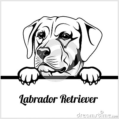 Labrador Retriever - Peeking Dogs - - breed face head isolated on white Vector Illustration