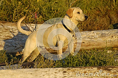 Labrador Retriever pointing Stock Photo