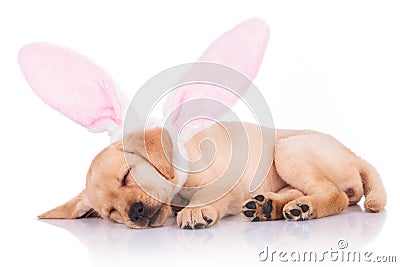 Labrador retriever puppy dog wearing bunny ears is sleeping Stock Photo