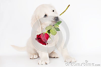 Golden Retriever Puppy Holding A Rose In His Mouth Royalty Free Stock ...