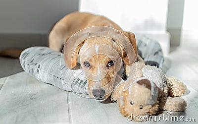 Labrador Retriever Puppy in Kennel Stock Photo