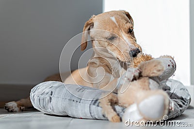 Labrador Retriever Puppy in Kennel Stock Photo