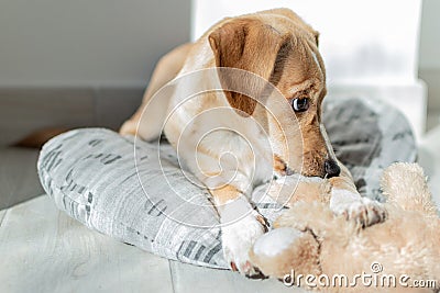 Labrador Retriever Puppy in Kennel Stock Photo