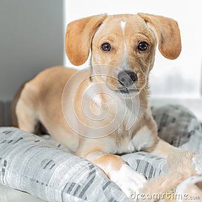 Labrador Retriever Puppy in Kennel Stock Photo