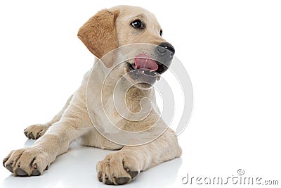 Labrador retriever puppy lick its nose and looks to side Stock Photo