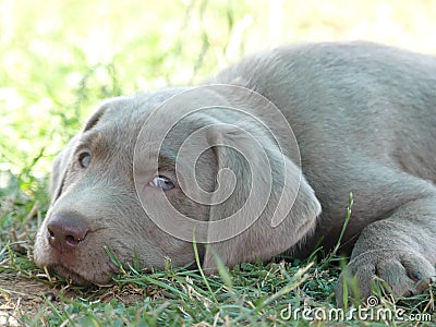 Labrador retriever puppy silver looking Stock Photo