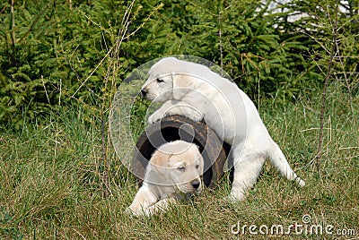 Labrador Retriever puppy Stock Photo