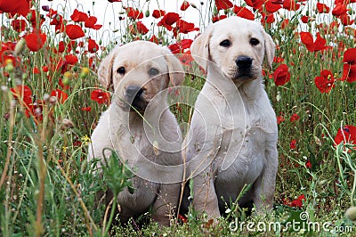 Labrador Retriever puppy Stock Photo