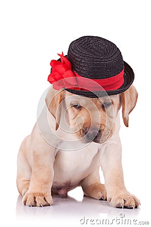 Labrador retriever puppy wearing a hat Stock Photo