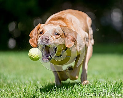 Labrador Retriever running towards camera about to catch a ball Stock Photo