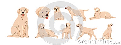 Labrador retriever in sitting, lying, standing poses set. Cute purebred dog, puppy of lab breed. Canine animal, pet in Vector Illustration