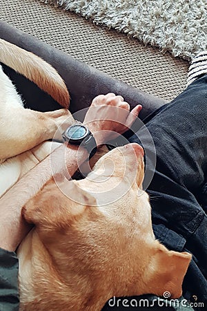Labrador retriever is sleeping on man Stock Photo