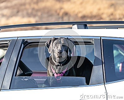 Labrador Retriever sticking his head out car window. Stock Photo