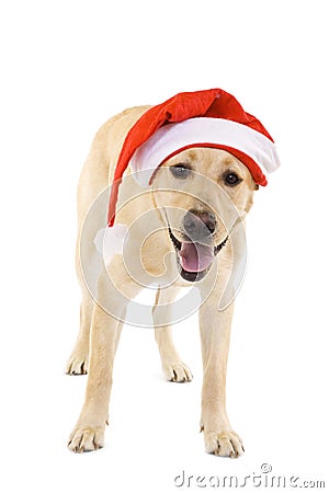 Labrador retriever wearing a Santa hat Stock Photo