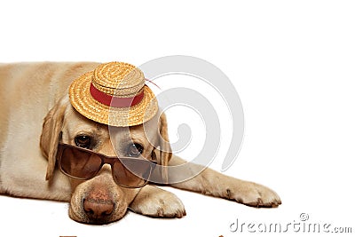 Labrador Retriever wearing sunglasses and hat Stock Photo
