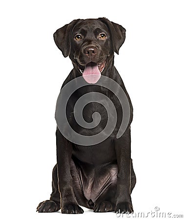 Labrador sitting Stock Photo