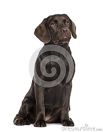 Labrador sitting, isolated Stock Photo