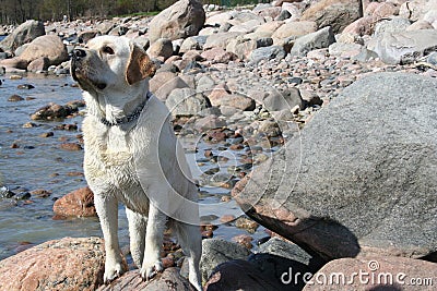 Labrador standing Stock Photo