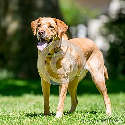 Labrador standing with drool or saliva coming from its mouth on a sunny day Stock Photo