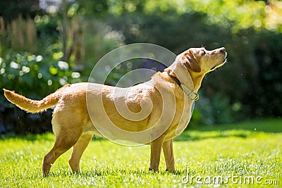 Labrador standing with drool or saliva coming from its mouth on a sunny day Stock Photo