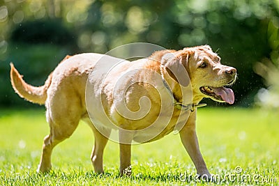 Labrador standing on grass looking up to the side on a sunny day Stock Photo