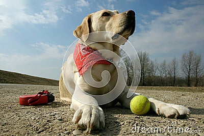 Labrador and sunshine Stock Photo