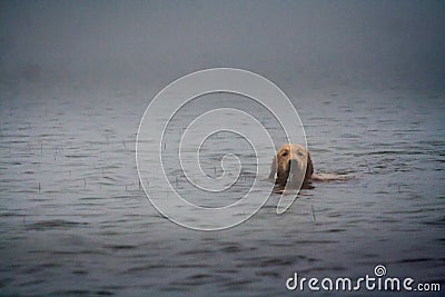 Labrador swimming in the water Stock Photo