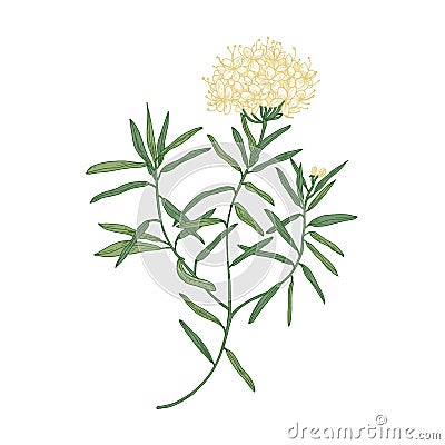 Labrador tea or wild rosemary flowers isolated on white background. Elegant drawing of fragrant wild plant or shrub used Vector Illustration