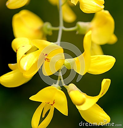 Laburnum anagyroides, Common laburnum, Golden chain Stock Photo