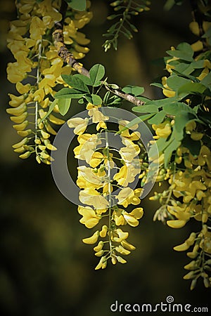 Yellow Spring flowers of a Laburnum tree Stock Photo