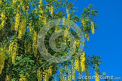 Laburnum yellow shrub.Yellow bean on blue sky background.racemose inflorescences of yellow bean. Beautiful blooming Stock Photo