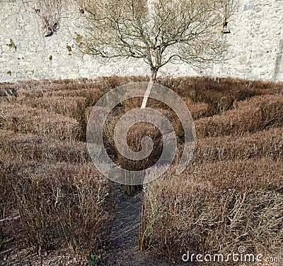 Labyrinth with leafless bushes and a tree Stock Photo