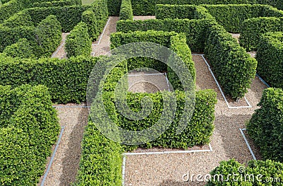 Labyrinth maze garden. Build from the tree forming a wall in the park Stock Photo