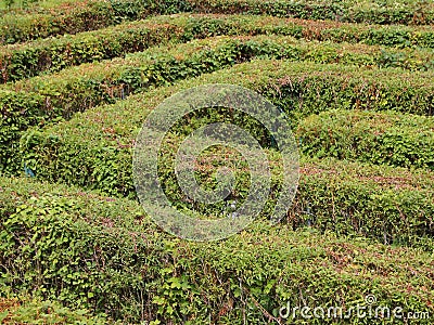 Labyrinth Maze of Orderly Cut Green Bushes Stock Photo