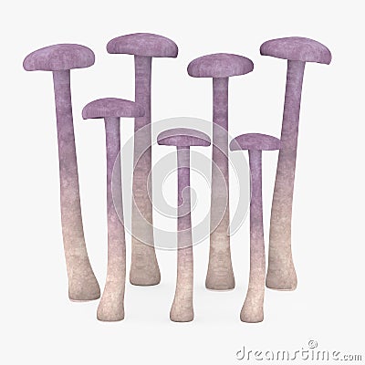 Laccaria amethystina Stock Photo