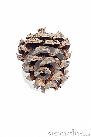 Lace-bark pine cone Stock Photo