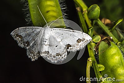 Lace border Scopula ornata Stock Photo