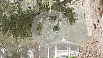 Lace lichen moss, foggy misty forest trees. Old mysterious gazebo, wooden alcove Stock Photo