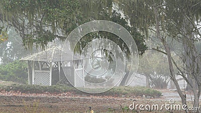 Lace lichen moss, foggy misty forest trees. Old mysterious gazebo, wooden alcove Stock Photo