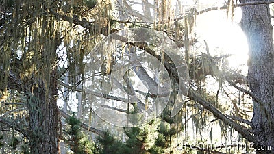 Lace lichen moss hanging, tree in deep forest. Wood, grove or woodland. Sunlight Stock Photo