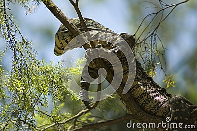 Lace Monitor Lizard Stock Photo