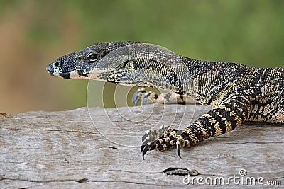Lace monitor lizard on log Stock Photo