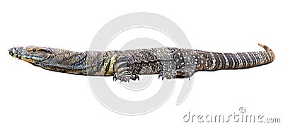 Lace monitor Stock Photo