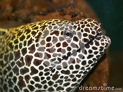 Laced moray Stock Photo