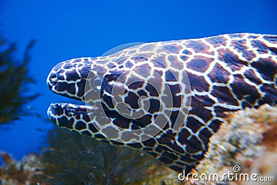 Laced moray eel Gymnothorax favagineus Stock Photo